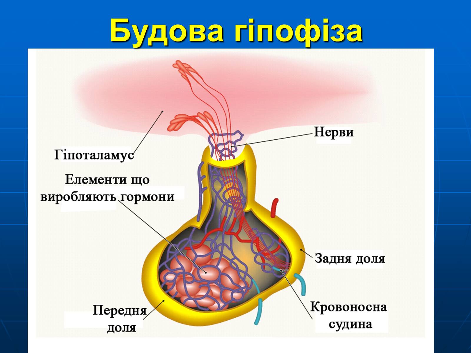 Презентація на тему «Залози внутрішньої секреції» - Слайд #9 Презентація на тему «Залози внутрішньої секреції» - Слайд #9