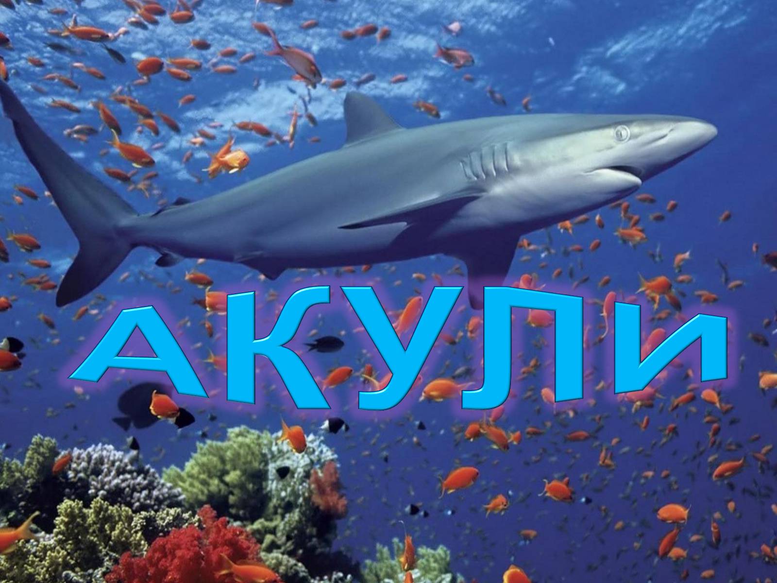 Презентація на тему «Акули» - Слайд #1 Презентація на тему «Акули» - Слайд #1