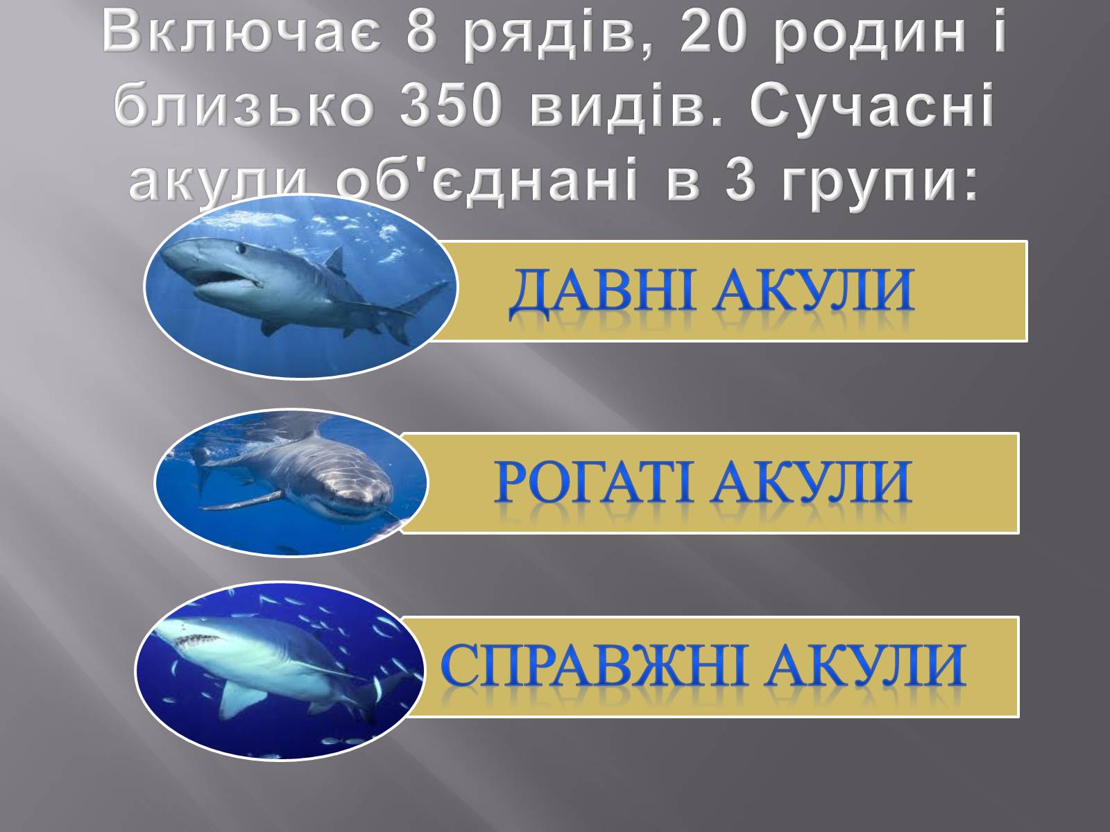 Презентація на тему «Акули» - Слайд #3 Презентація на тему «Акули» - Слайд #3