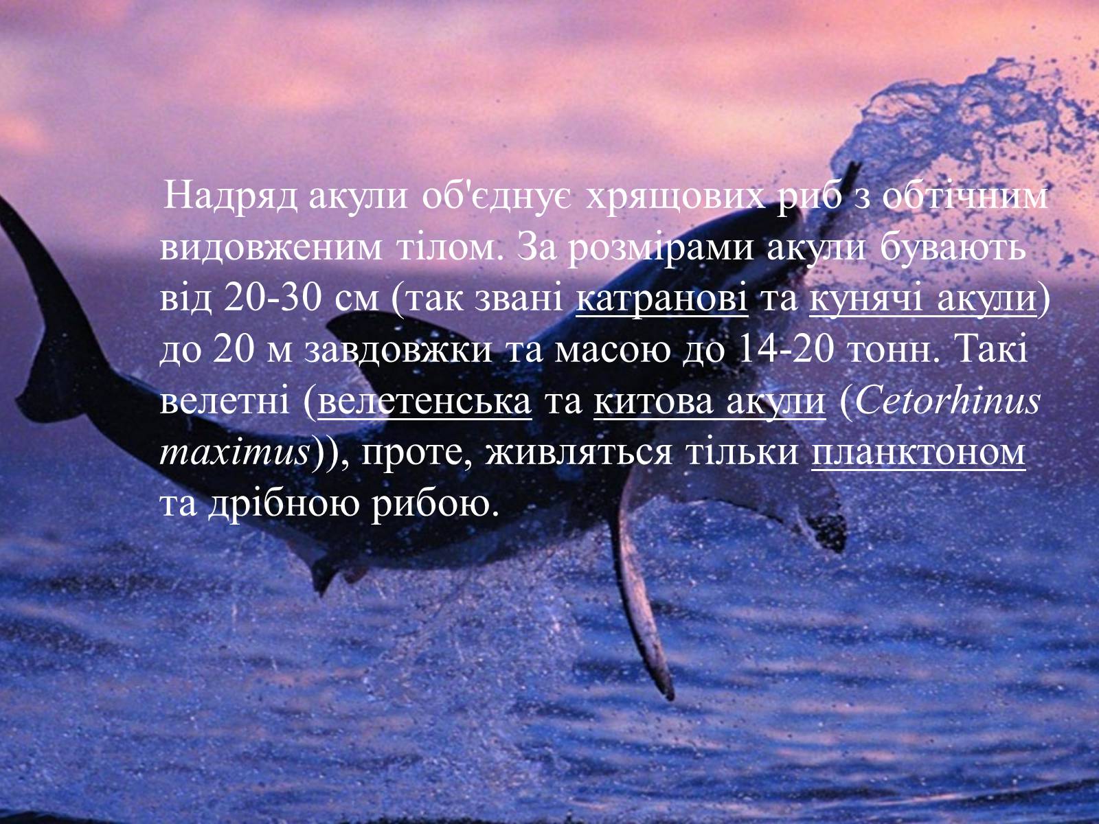 Презентація на тему «Акули» - Слайд #4 Презентація на тему «Акули» - Слайд #4