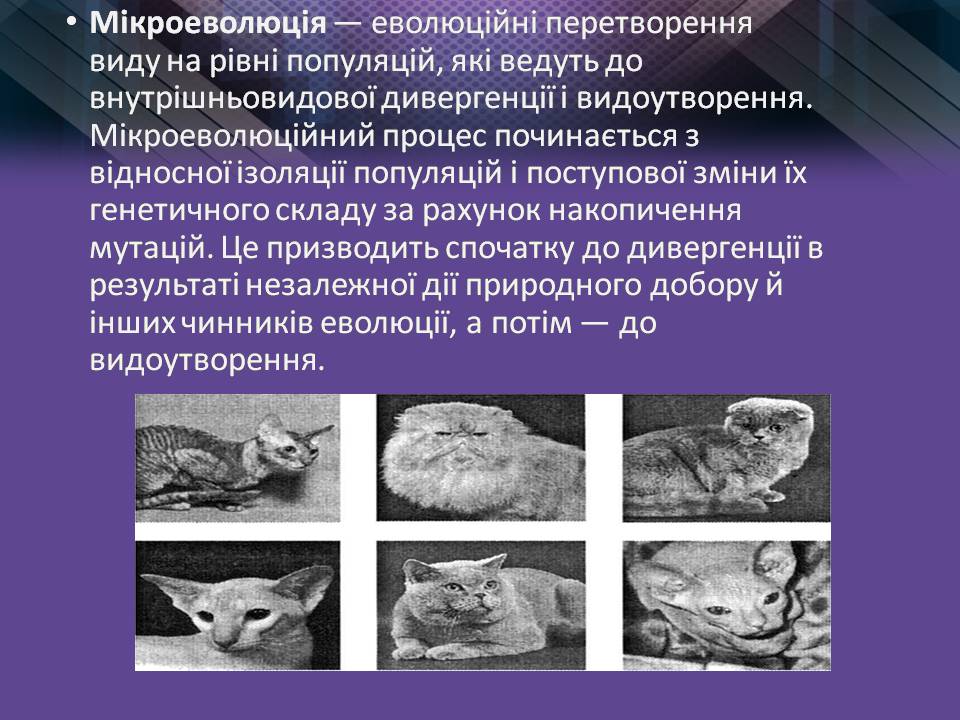 Презентація на тему «Мікроеволюція» (варіант 2) - Слайд #8 Презентація на тему «Мікроеволюція» (варіант 2) - Слайд #8