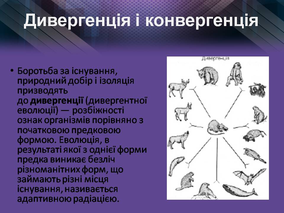 Презентація на тему «Мікроеволюція» (варіант 2) - Слайд #9 Презентація на тему «Мікроеволюція» (варіант 2) - Слайд #9