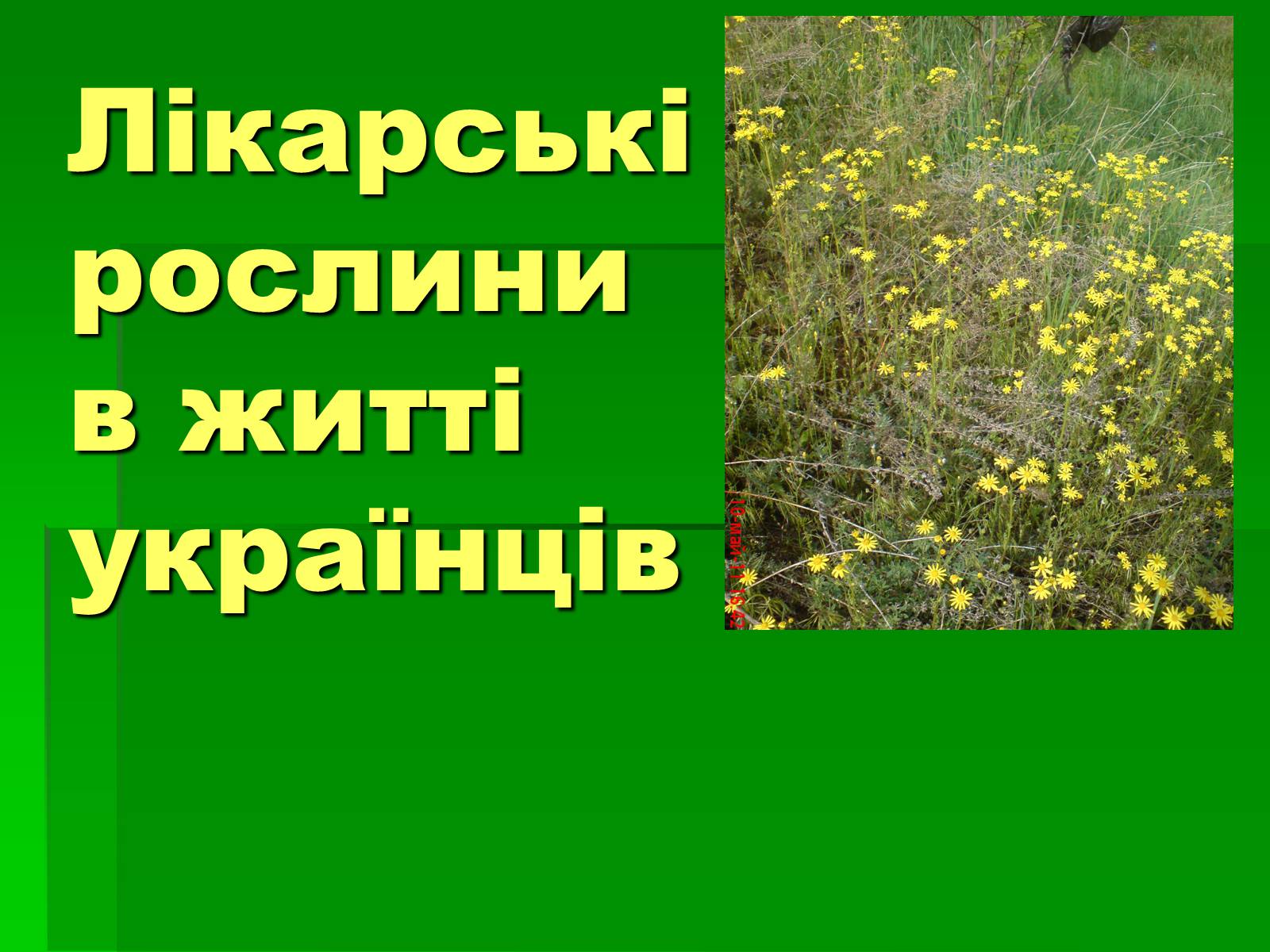 Презентація на тему «Лікарські рослини в житті українців» - Слайд #1 Презентація на тему «Лікарські рослини в житті українців» - Слайд #1