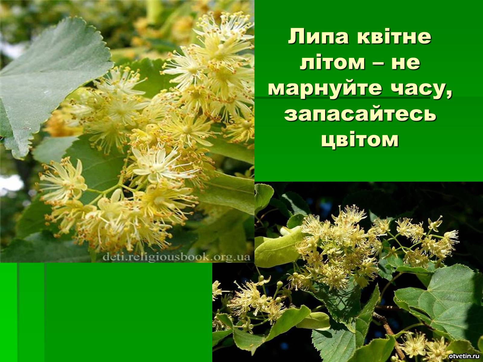 Презентація на тему «Лікарські рослини в житті українців» - Слайд #3 Презентація на тему «Лікарські рослини в житті українців» - Слайд #3