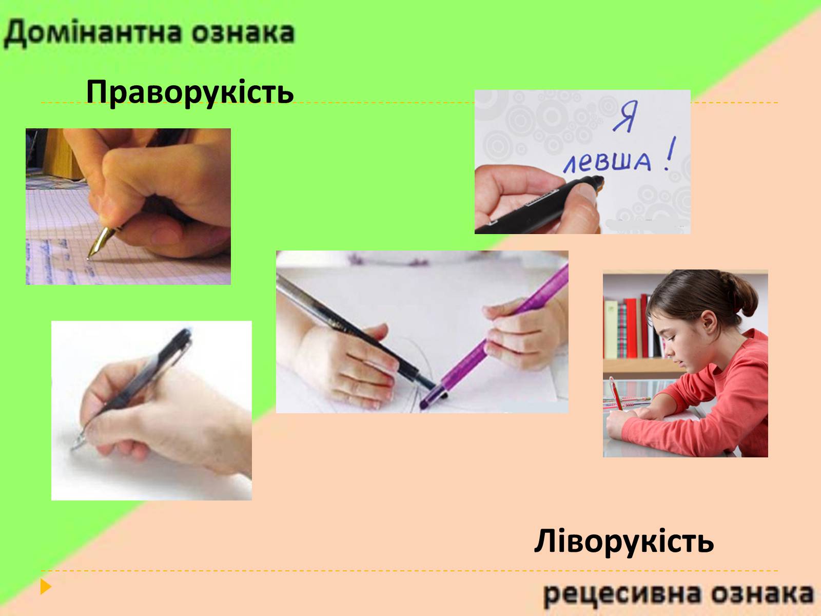 Презентація на тему «Домінантні та рецесивні стани ознак у людини» - Слайд #19 Презентація на тему «Домінантні та рецесивні стани ознак у людини» - Слайд #19