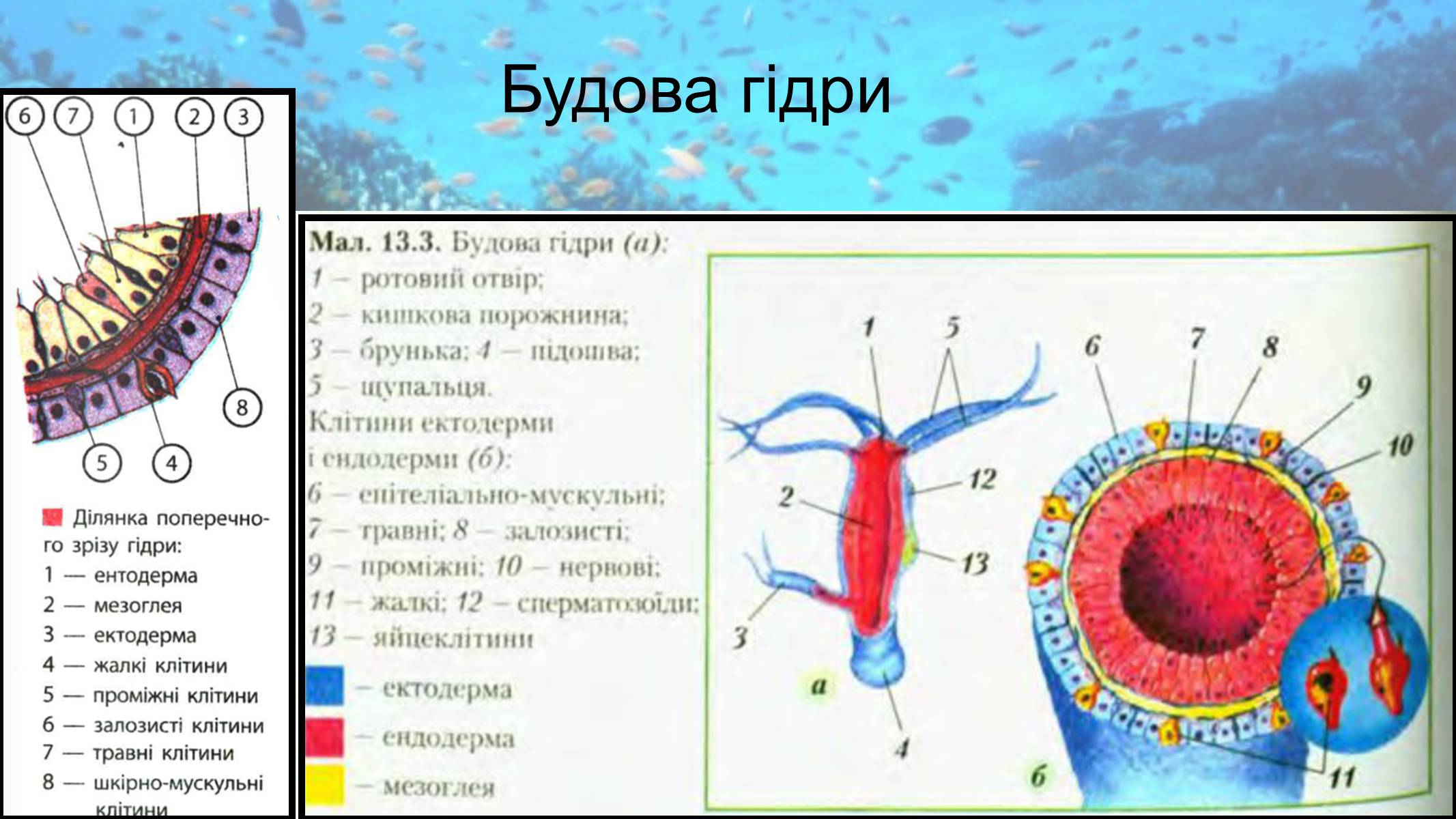 Презентація на тему «Кишковопорожнинні» (варіант 2) - Слайд #14 Презентація на тему «Кишковопорожнинні» (варіант 2) - Слайд #14