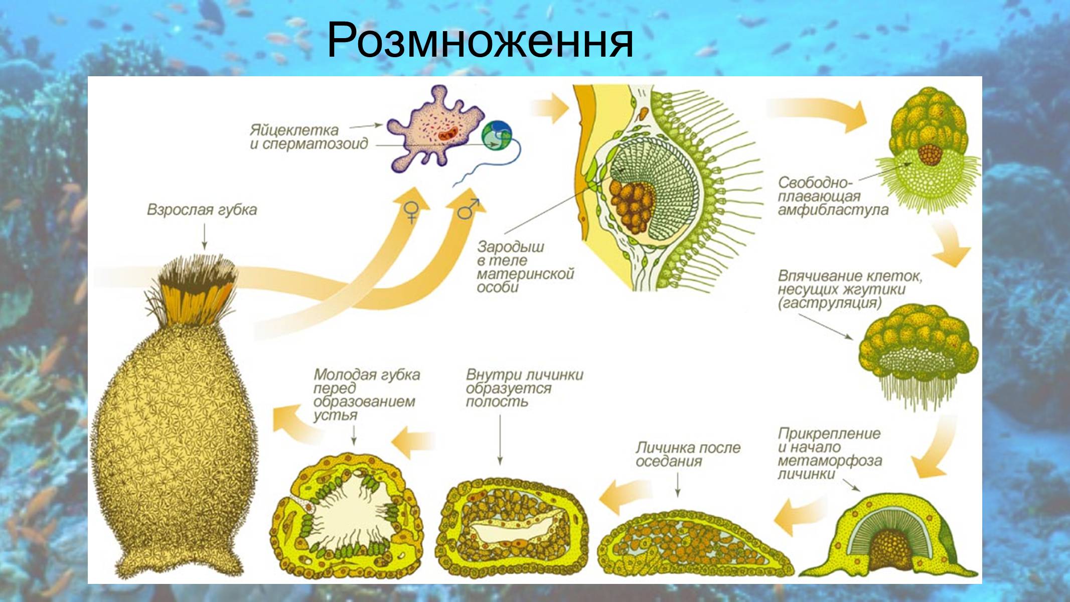Презентація на тему «Кишковопорожнинні» (варіант 2) - Слайд #4 Презентація на тему «Кишковопорожнинні» (варіант 2) - Слайд #4