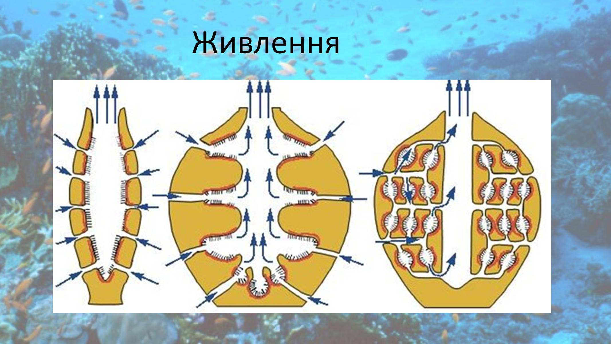 Презентація на тему «Кишковопорожнинні» (варіант 2) - Слайд #5 Презентація на тему «Кишковопорожнинні» (варіант 2) - Слайд #5