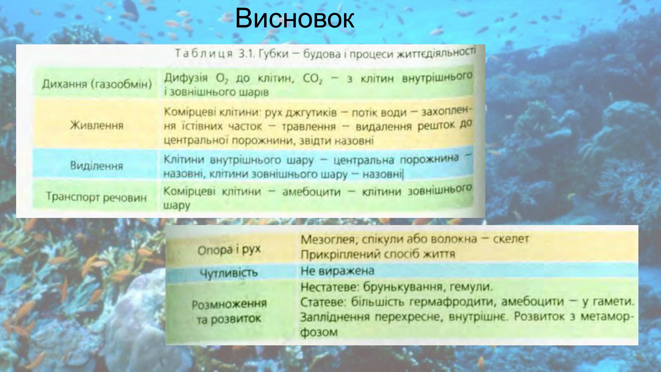 Презентація на тему «Кишковопорожнинні» (варіант 2) - Слайд #8 Презентація на тему «Кишковопорожнинні» (варіант 2) - Слайд #8