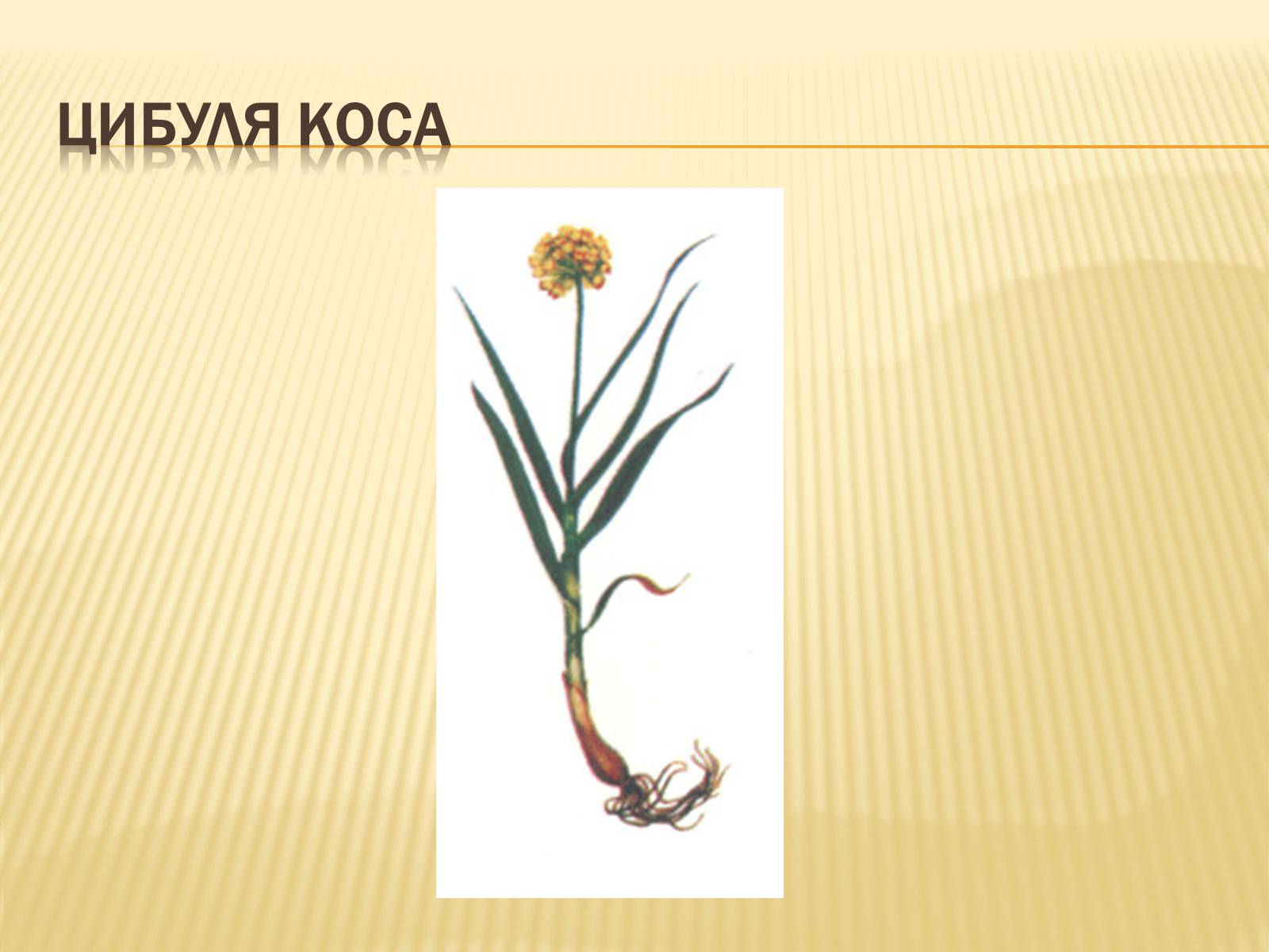 Презентація на тему «Рослини Червоної Книги України» (варіант 2) - Слайд #13 Презентація на тему «Рослини Червоної Книги України» (варіант 2) - Слайд #13
