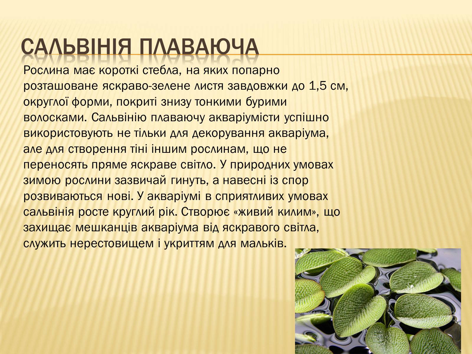 Презентація на тему «Рослини Червоної Книги України» (варіант 2) - Слайд #19 Презентація на тему «Рослини Червоної Книги України» (варіант 2) - Слайд #19