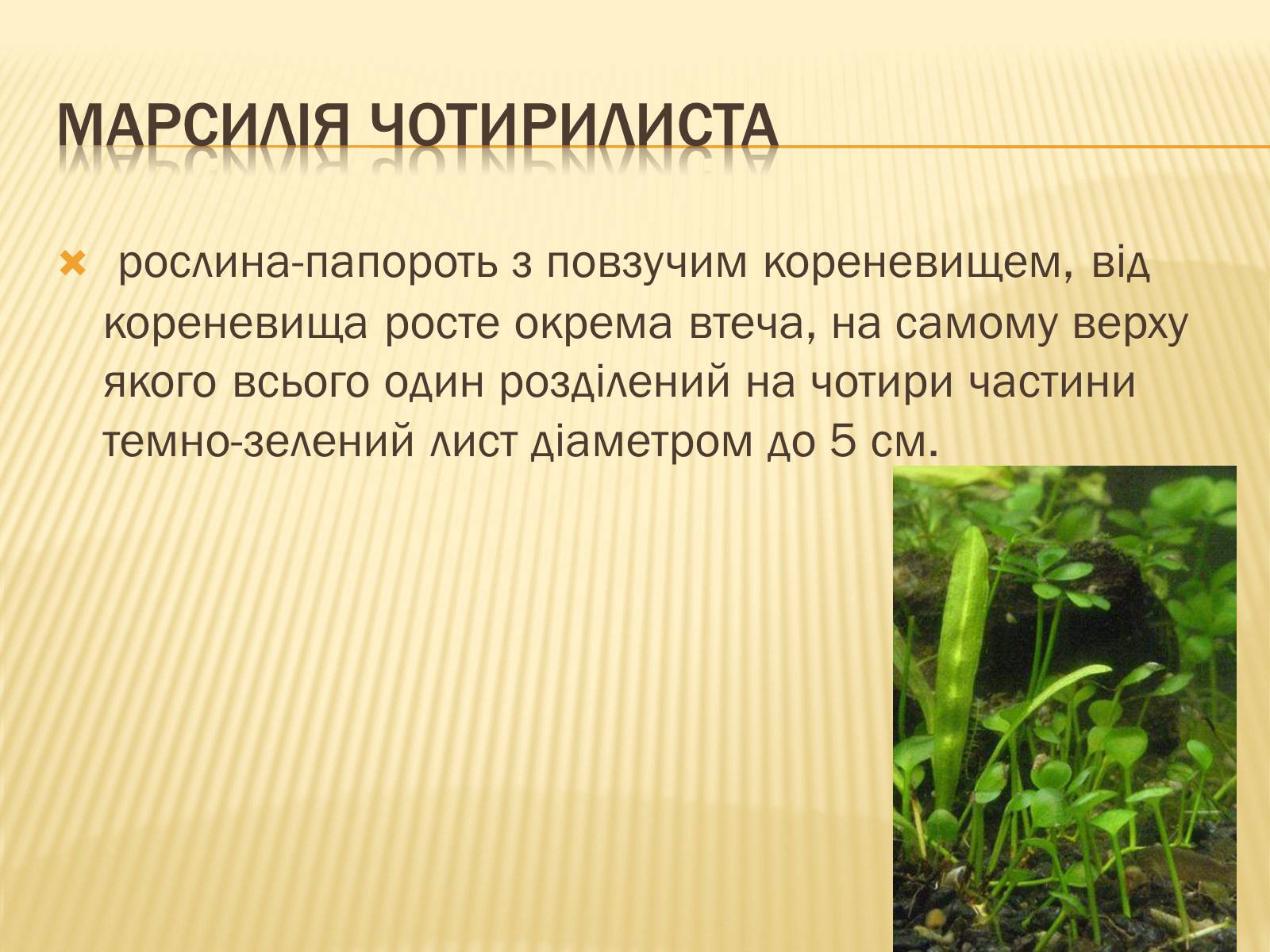 Презентація на тему «Рослини Червоної Книги України» (варіант 2) - Слайд #20 Презентація на тему «Рослини Червоної Книги України» (варіант 2) - Слайд #20