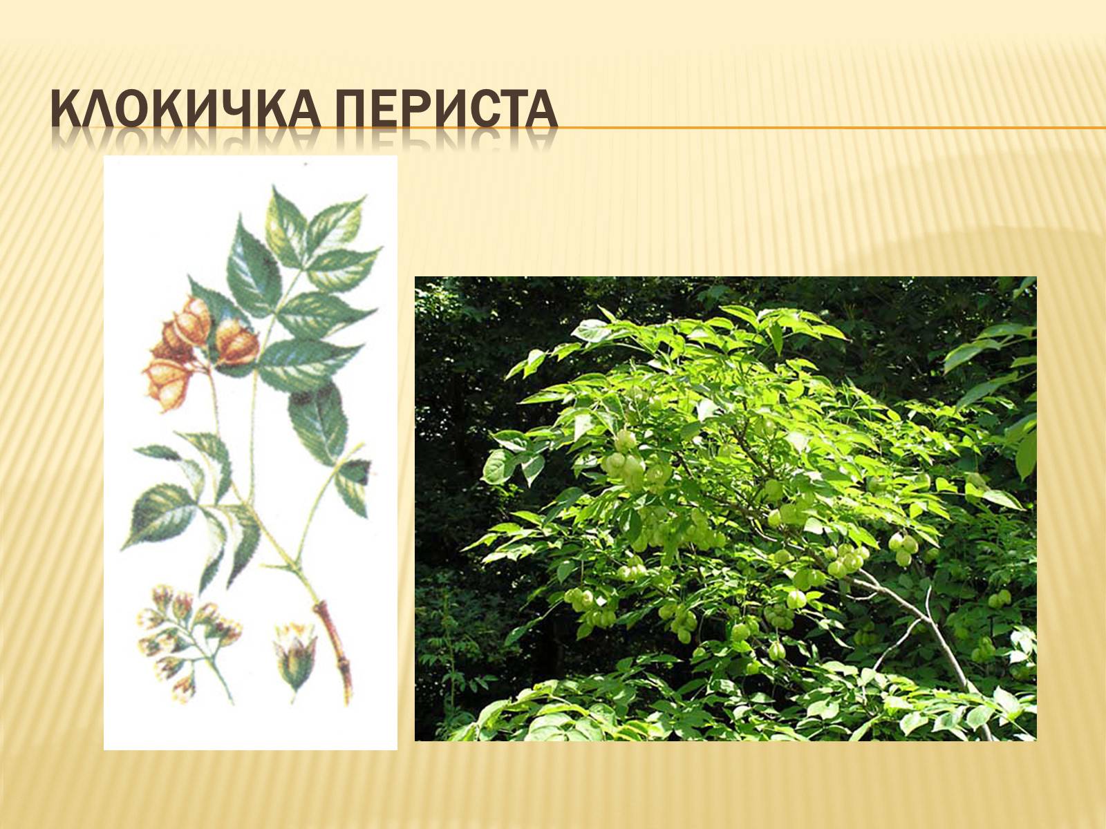 Презентація на тему «Рослини Червоної Книги України» (варіант 2) - Слайд #3 Презентація на тему «Рослини Червоної Книги України» (варіант 2) - Слайд #3