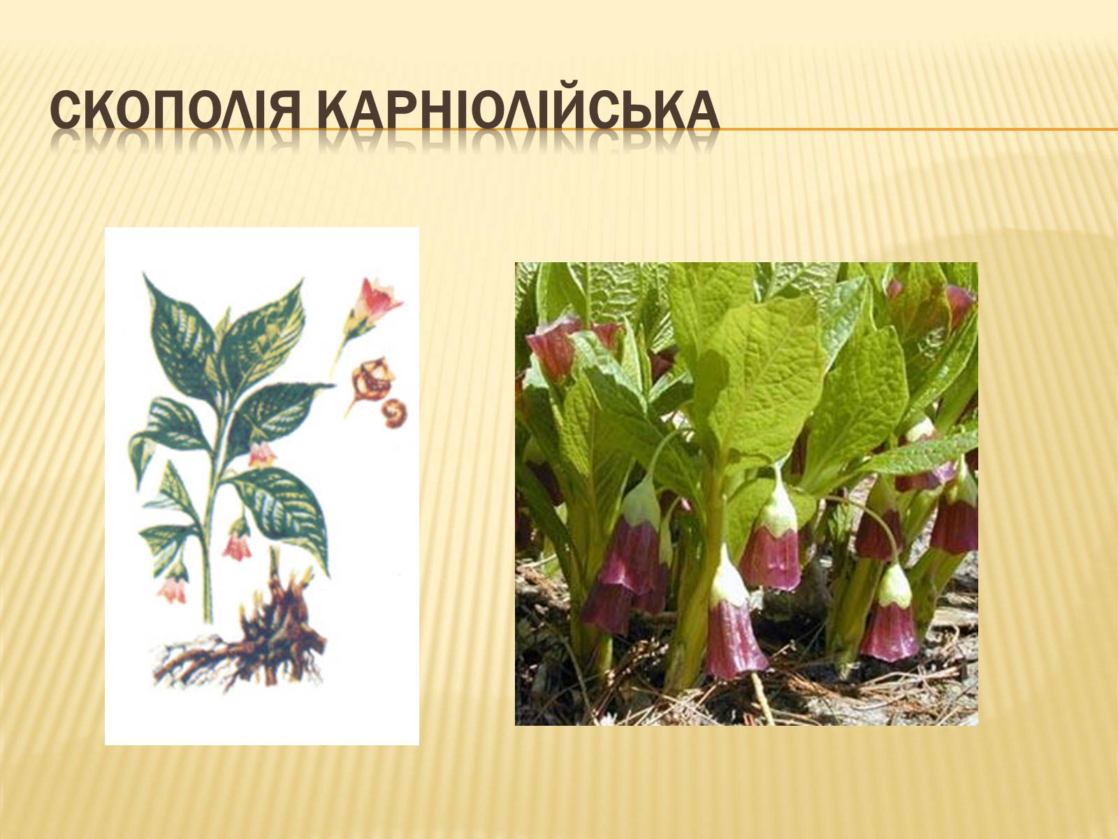 Презентація на тему «Рослини Червоної Книги України» (варіант 2) - Слайд #5 Презентація на тему «Рослини Червоної Книги України» (варіант 2) - Слайд #5