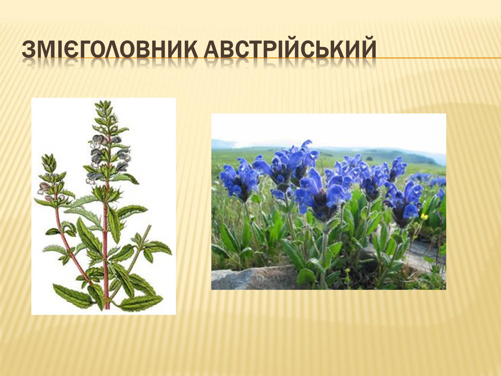 Презентація на тему «Рослини Червоної Книги України» (варіант 2) - Слайд #7 Презентація на тему «Рослини Червоної Книги України» (варіант 2) - Слайд #7