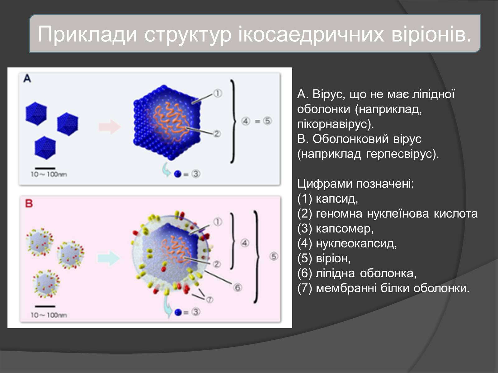 Презентація на тему «Віруси» (варіант 4) - Слайд #14 Презентація на тему «Віруси» (варіант 4) - Слайд #14