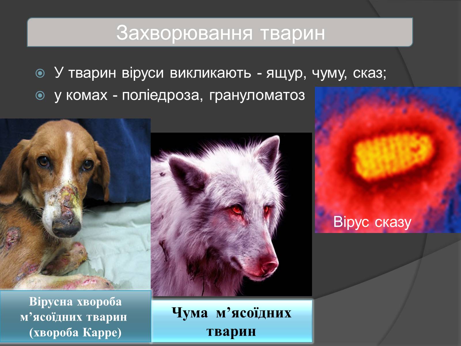 Презентація на тему «Віруси» (варіант 4) - Слайд #21 Презентація на тему «Віруси» (варіант 4) - Слайд #21
