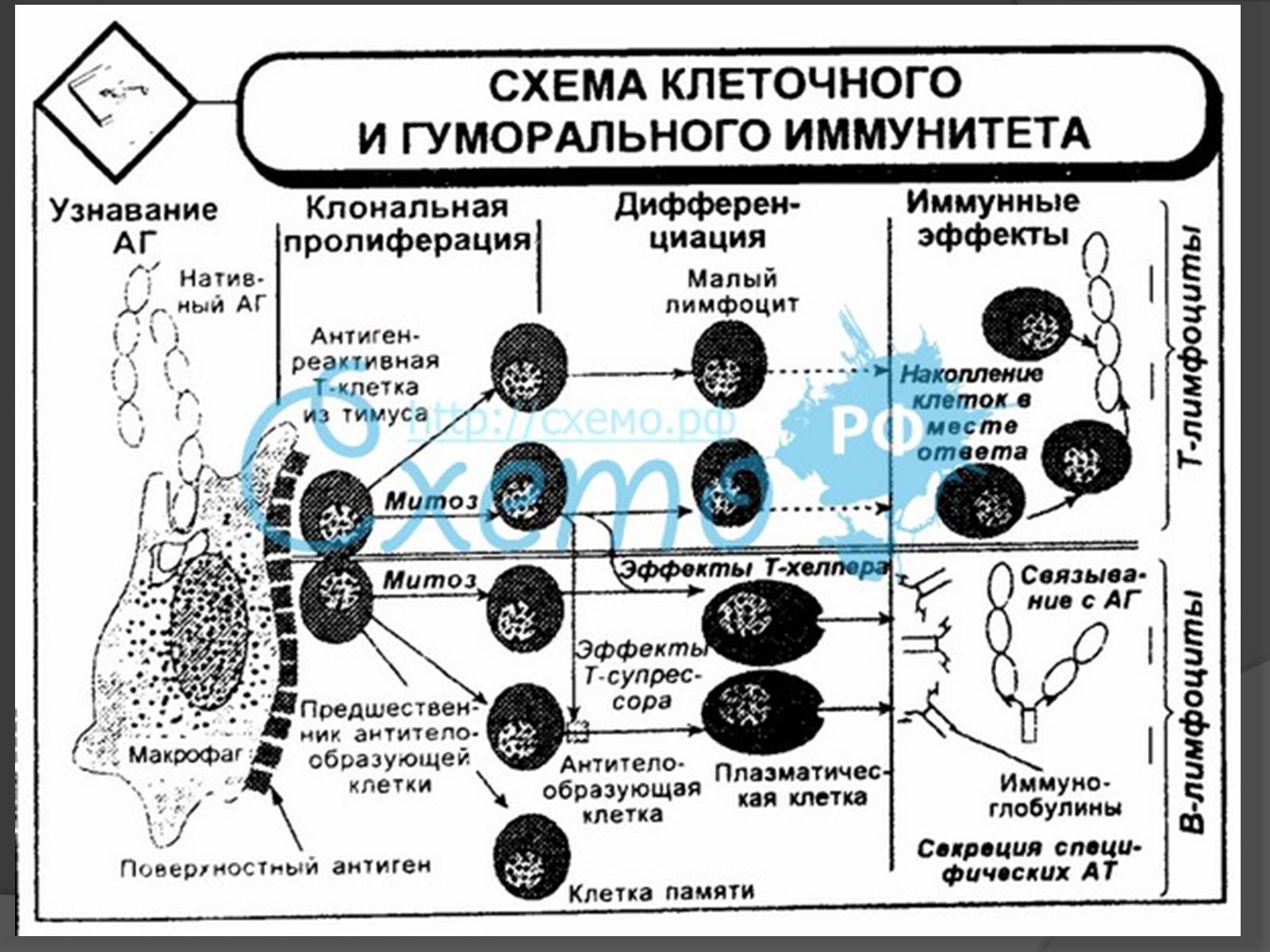 Презентація на тему «Віруси» (варіант 4) - Слайд #27 Презентація на тему «Віруси» (варіант 4) - Слайд #27