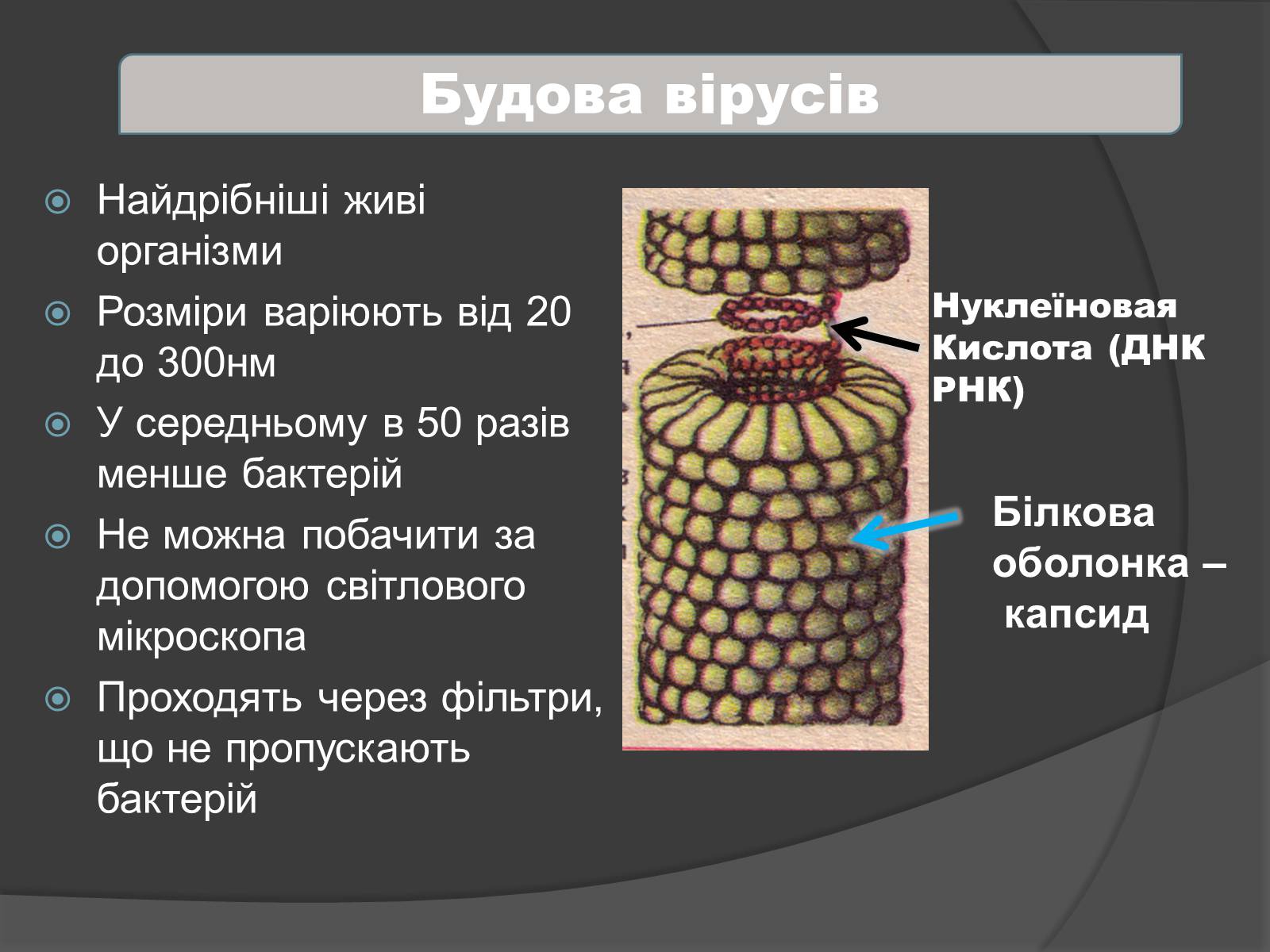 Презентація на тему «Віруси» (варіант 4) - Слайд #6 Презентація на тему «Віруси» (варіант 4) - Слайд #6