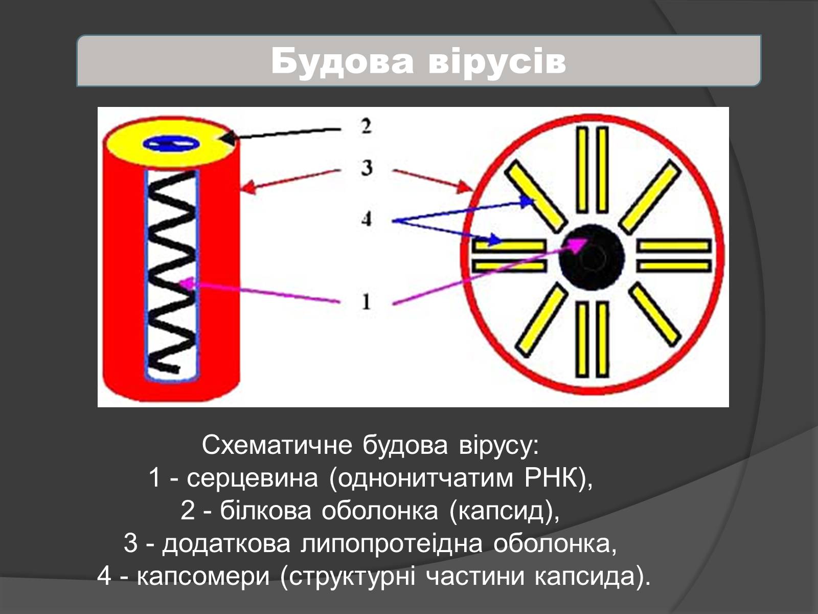 Презентація на тему «Віруси» (варіант 4) - Слайд #7 Презентація на тему «Віруси» (варіант 4) - Слайд #7