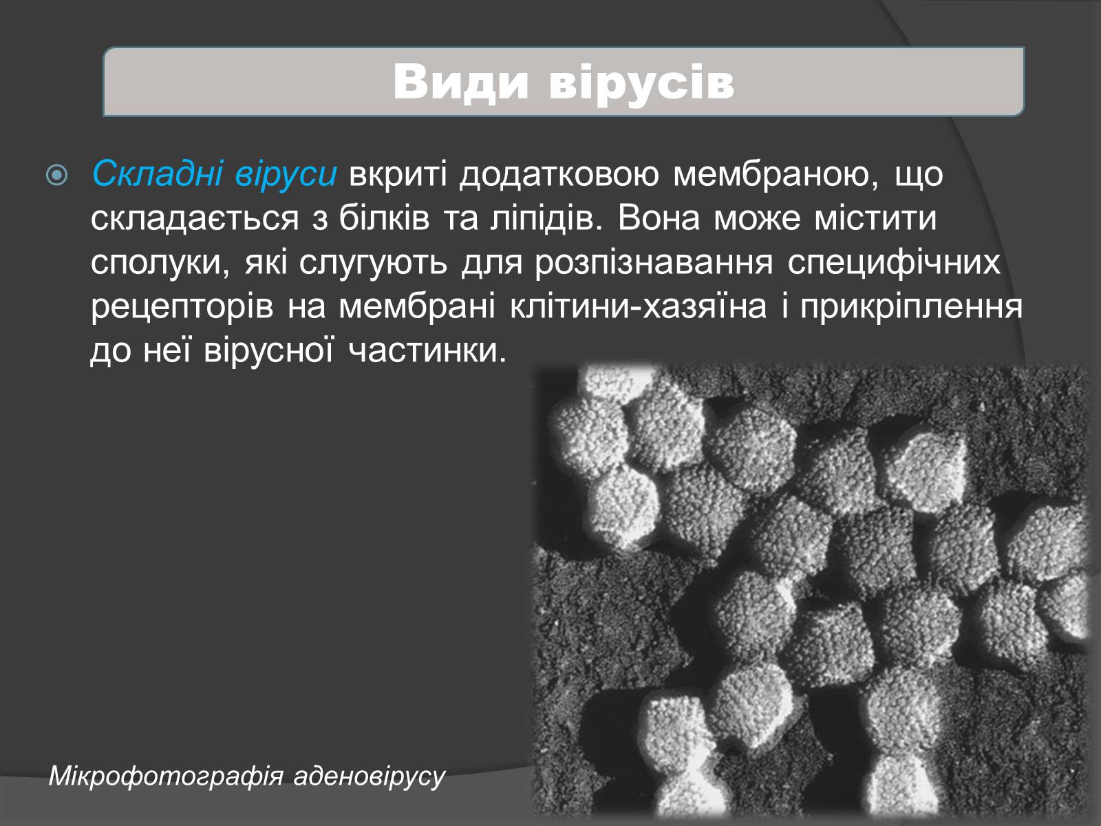 Презентація на тему «Віруси» (варіант 4) - Слайд #9 Презентація на тему «Віруси» (варіант 4) - Слайд #9