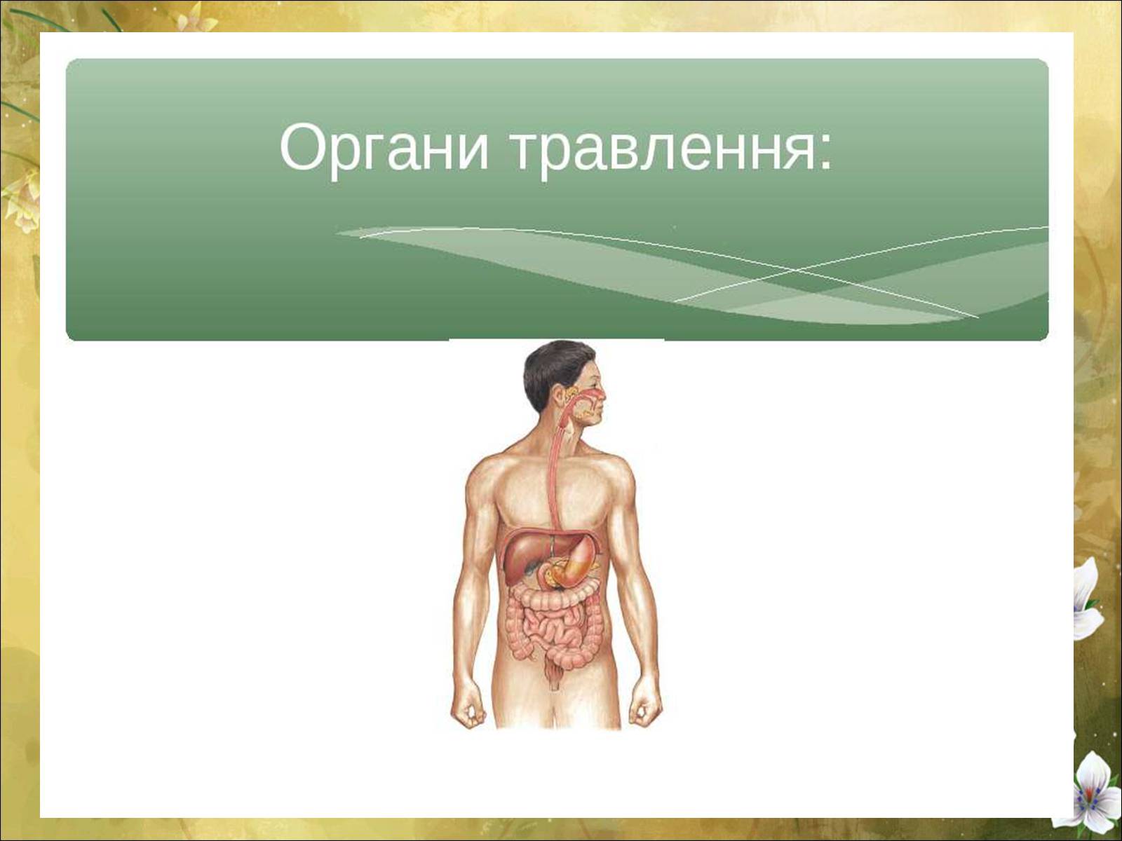 Презентація на тему «Основні безпеки харчування» - Слайд #28 Презентація на тему «Основні безпеки харчування» - Слайд #28