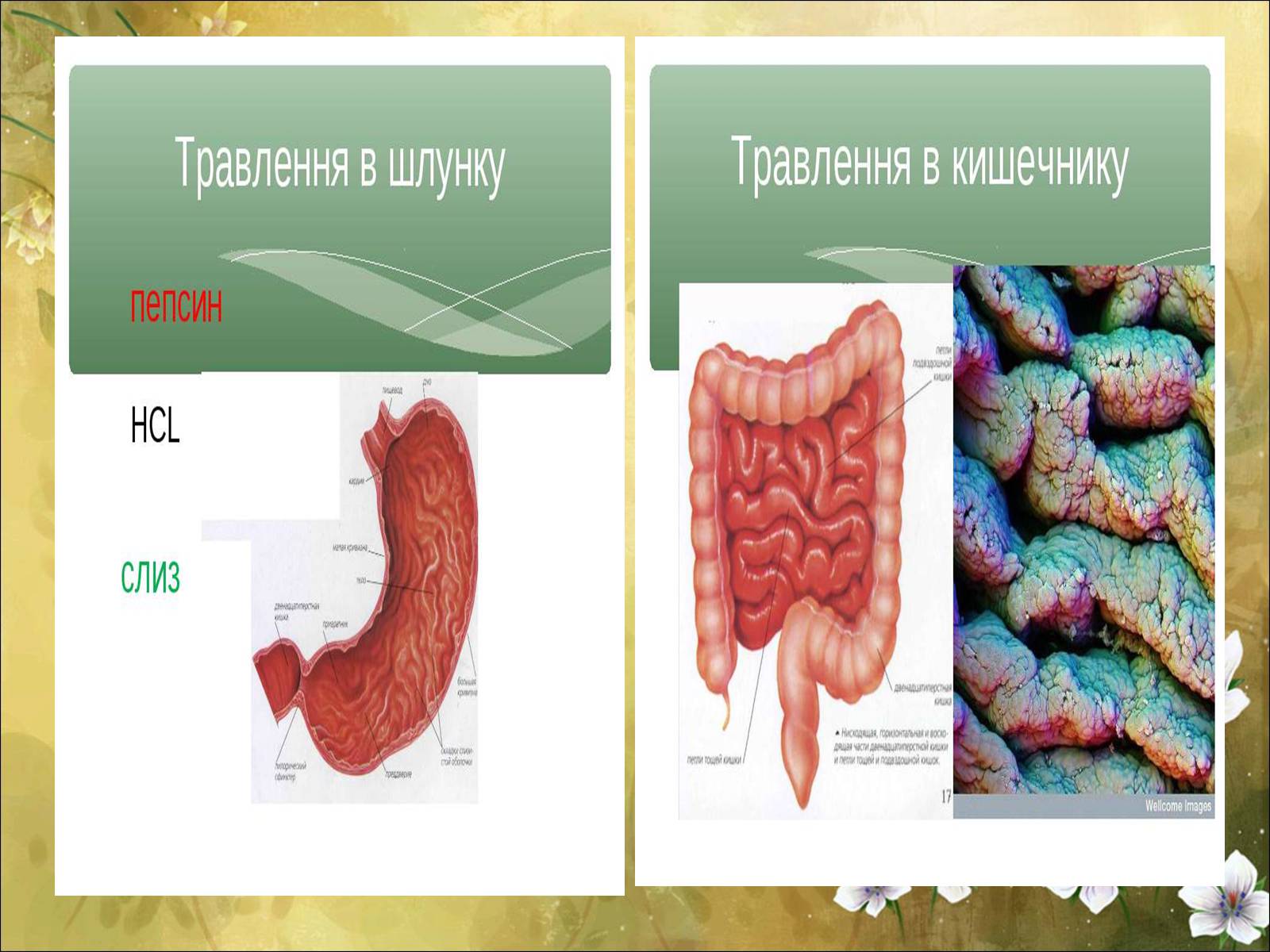 Презентація на тему «Основні безпеки харчування» - Слайд #31 Презентація на тему «Основні безпеки харчування» - Слайд #31