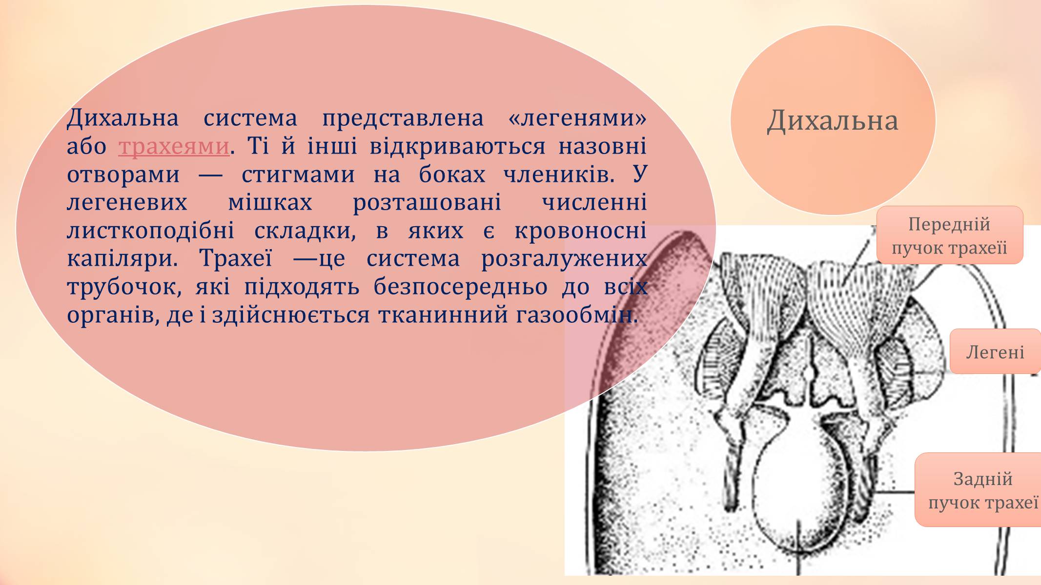 Презентація на тему «Павукоподібні» (варіант 2) - Слайд #11 Презентація на тему «Павукоподібні» (варіант 2) - Слайд #11