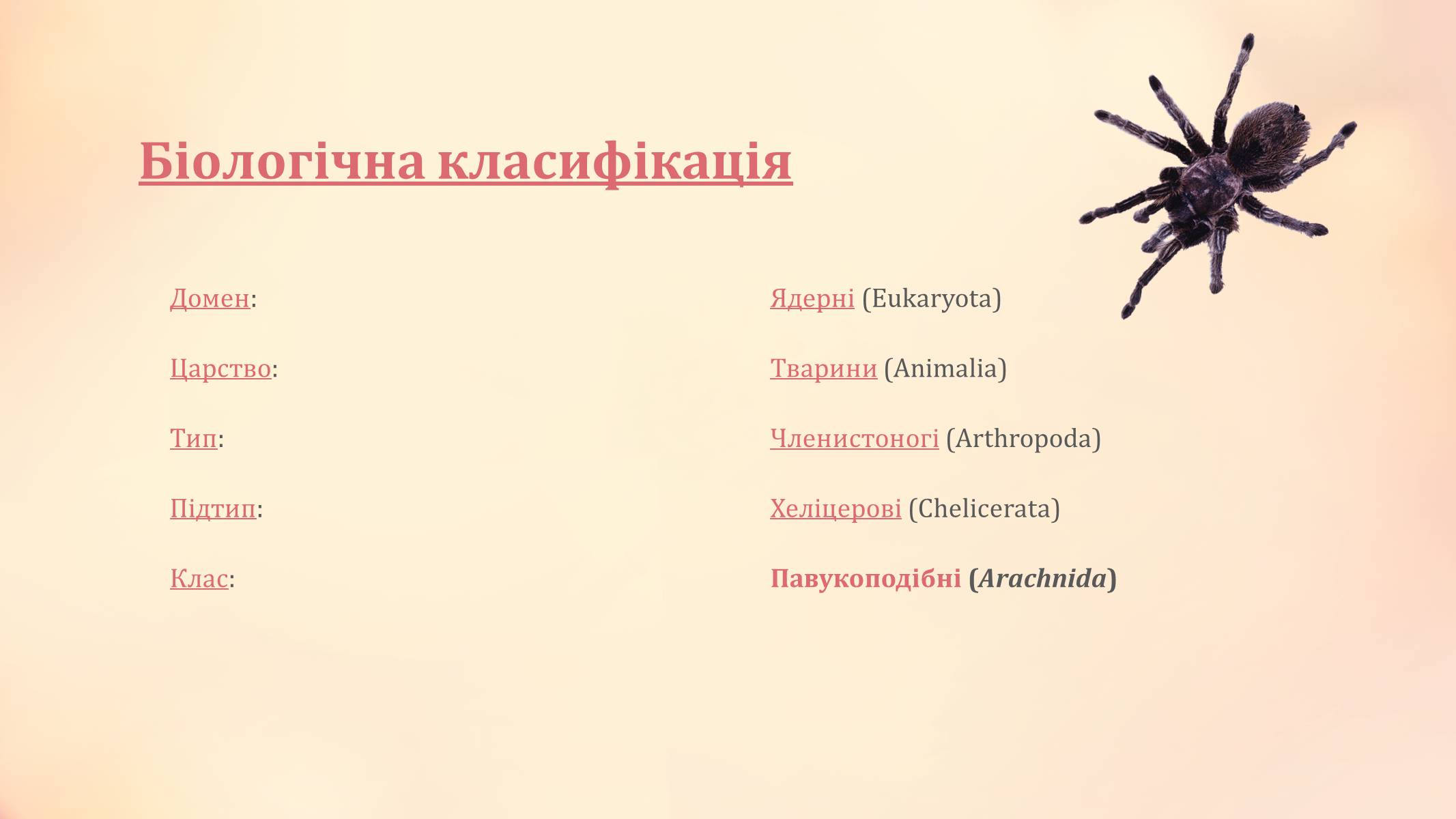 Презентація на тему «Павукоподібні» (варіант 2) - Слайд #2 Презентація на тему «Павукоподібні» (варіант 2) - Слайд #2