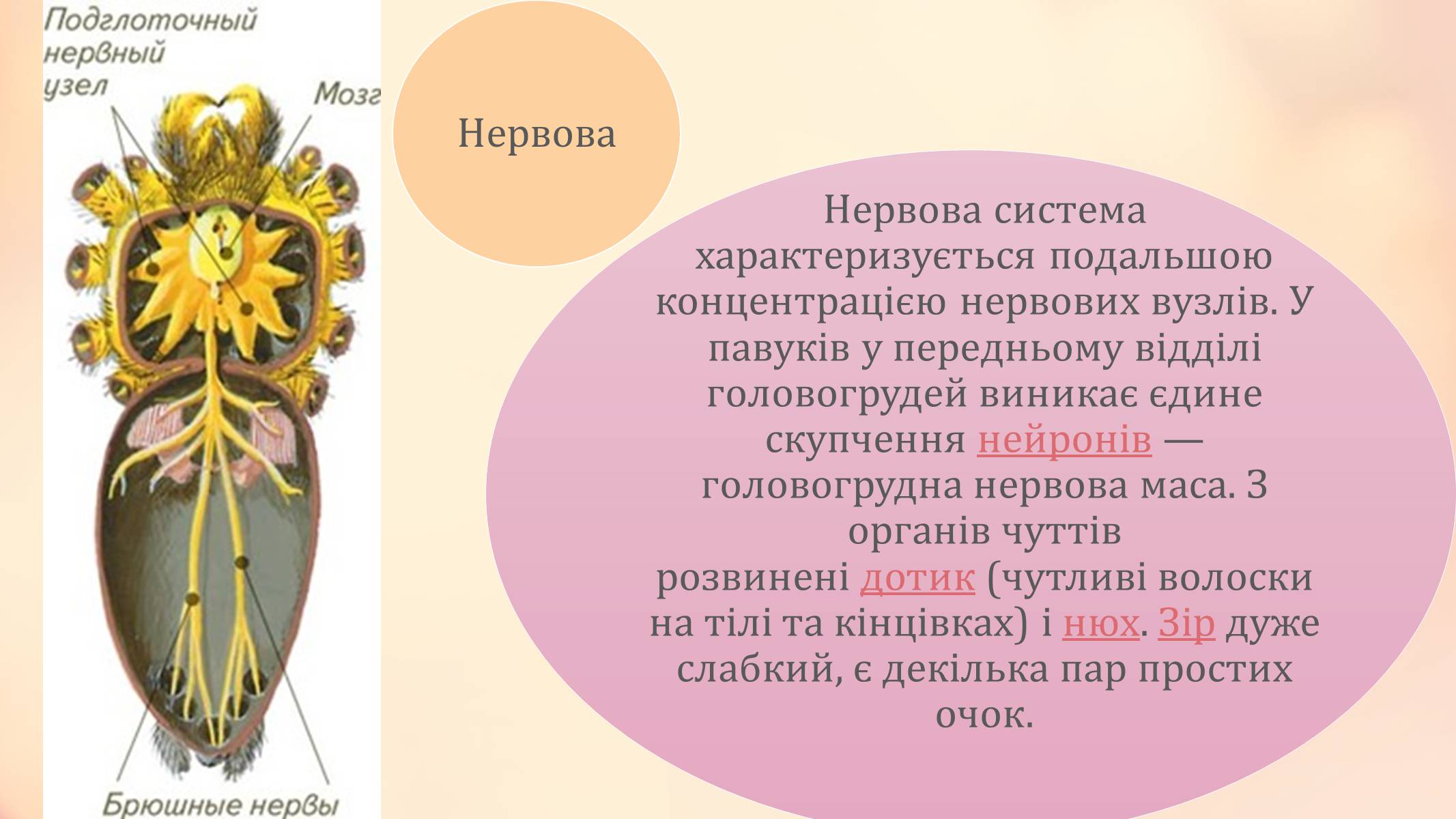 Презентація на тему «Павукоподібні» (варіант 2) - Слайд #7 Презентація на тему «Павукоподібні» (варіант 2) - Слайд #7