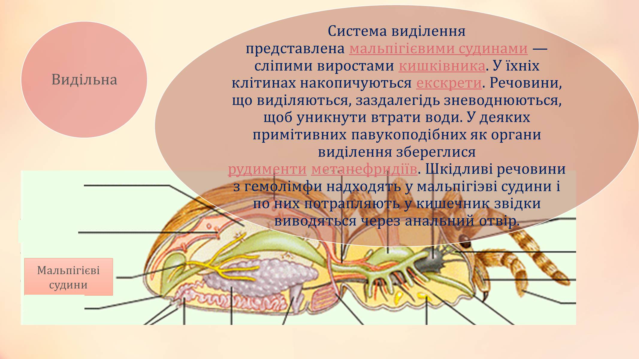Презентація на тему «Павукоподібні» (варіант 2) - Слайд #8 Презентація на тему «Павукоподібні» (варіант 2) - Слайд #8