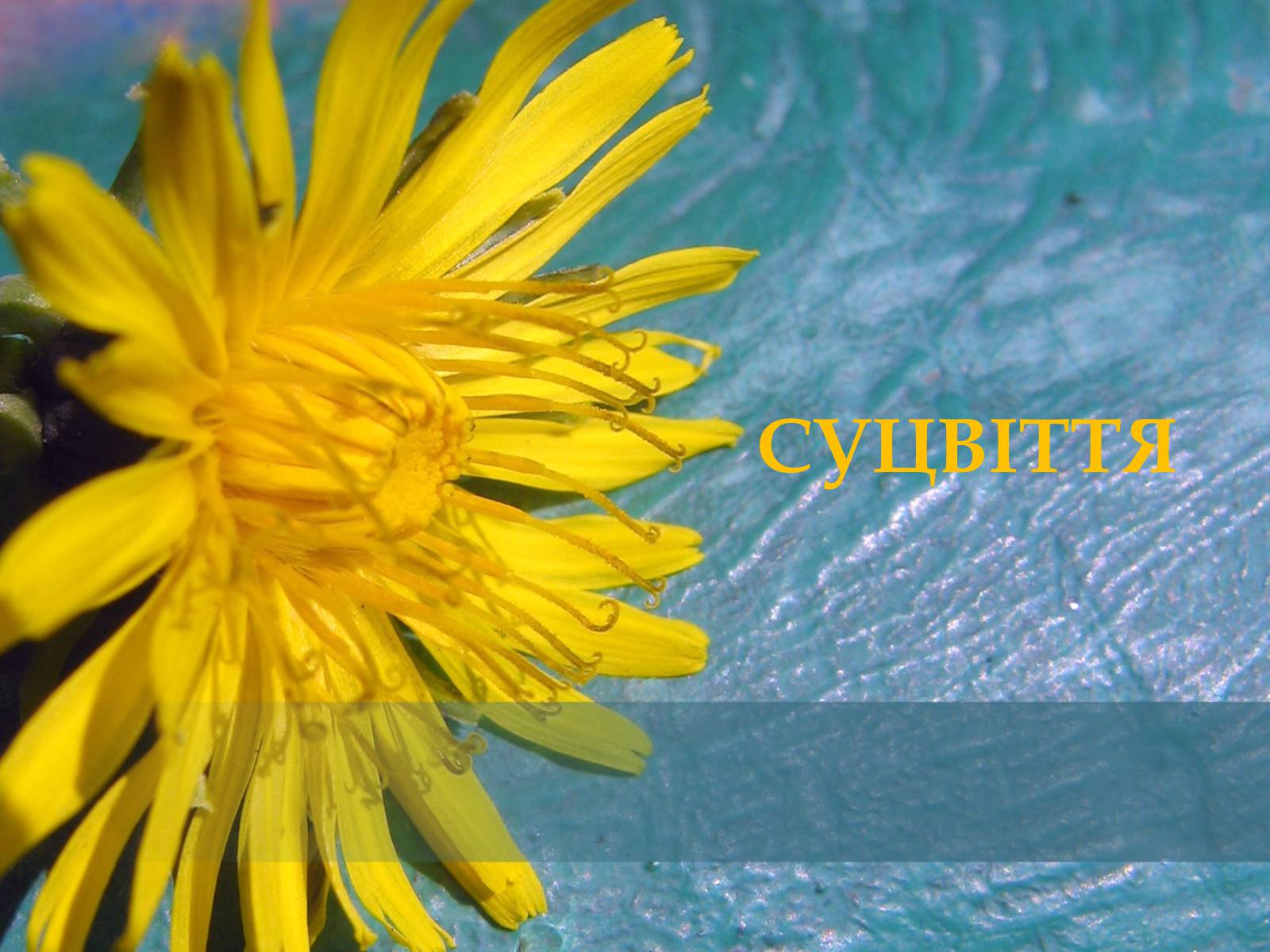 Презентація на тему «Суцвіття» (варіант 2) - Слайд #1 Презентація на тему «Суцвіття» (варіант 2) - Слайд #1