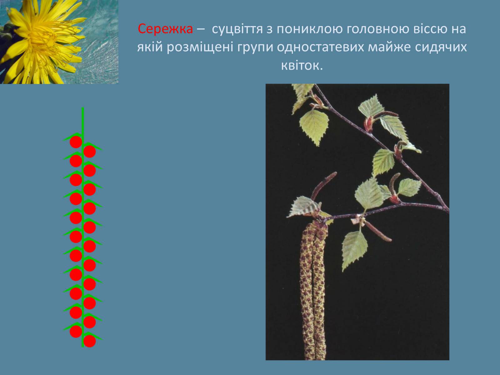 Презентація на тему «Суцвіття» (варіант 2) - Слайд #12 Презентація на тему «Суцвіття» (варіант 2) - Слайд #12