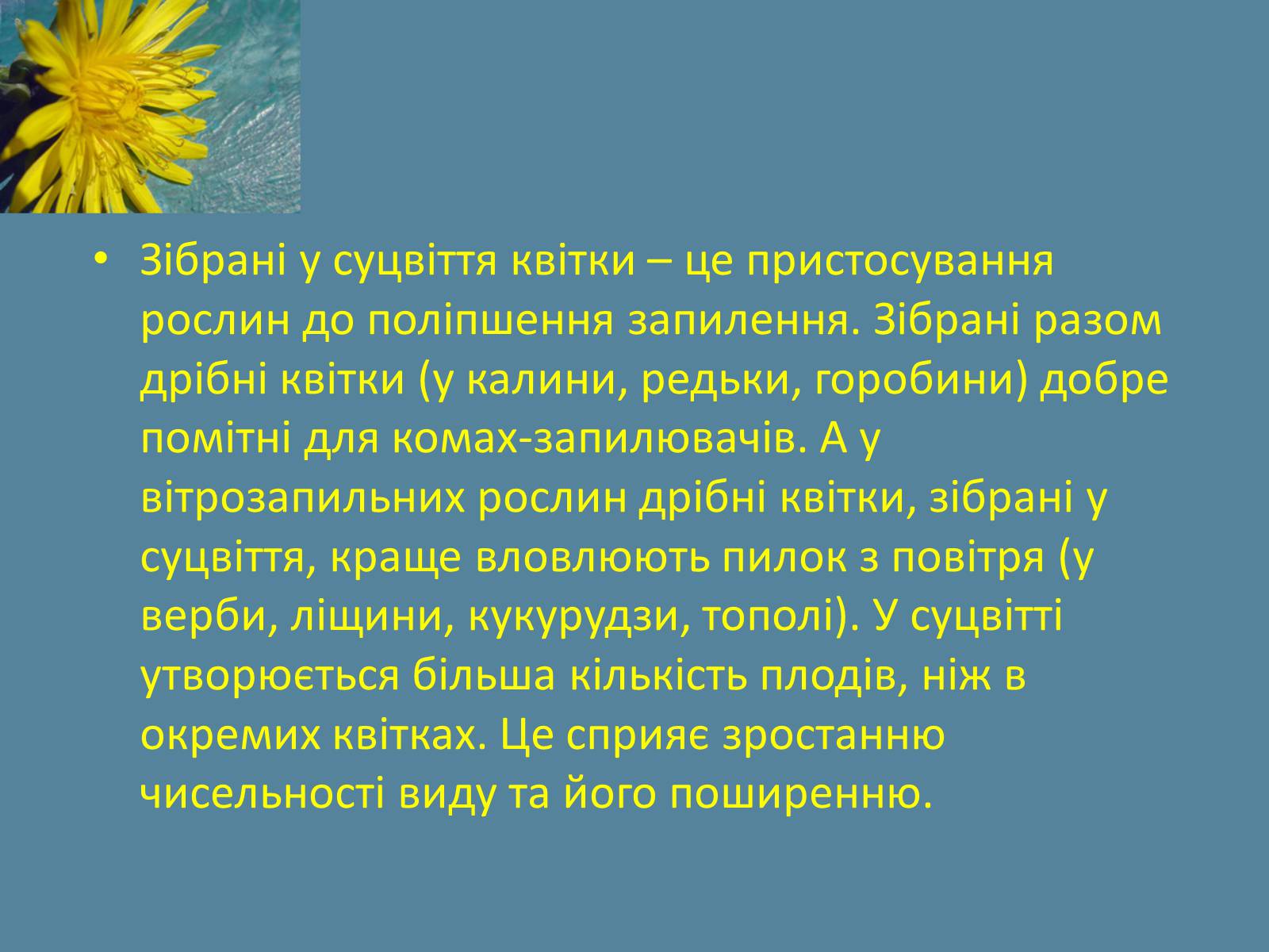 Презентація на тему «Суцвіття» (варіант 2) - Слайд #17 Презентація на тему «Суцвіття» (варіант 2) - Слайд #17
