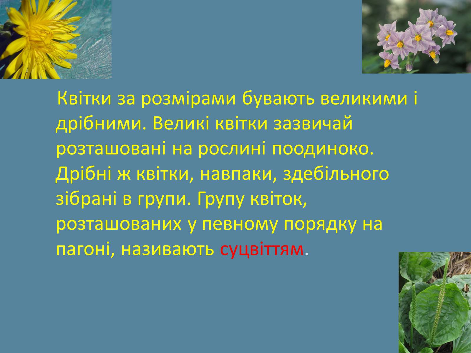 Презентація на тему «Суцвіття» (варіант 2) - Слайд #2 Презентація на тему «Суцвіття» (варіант 2) - Слайд #2