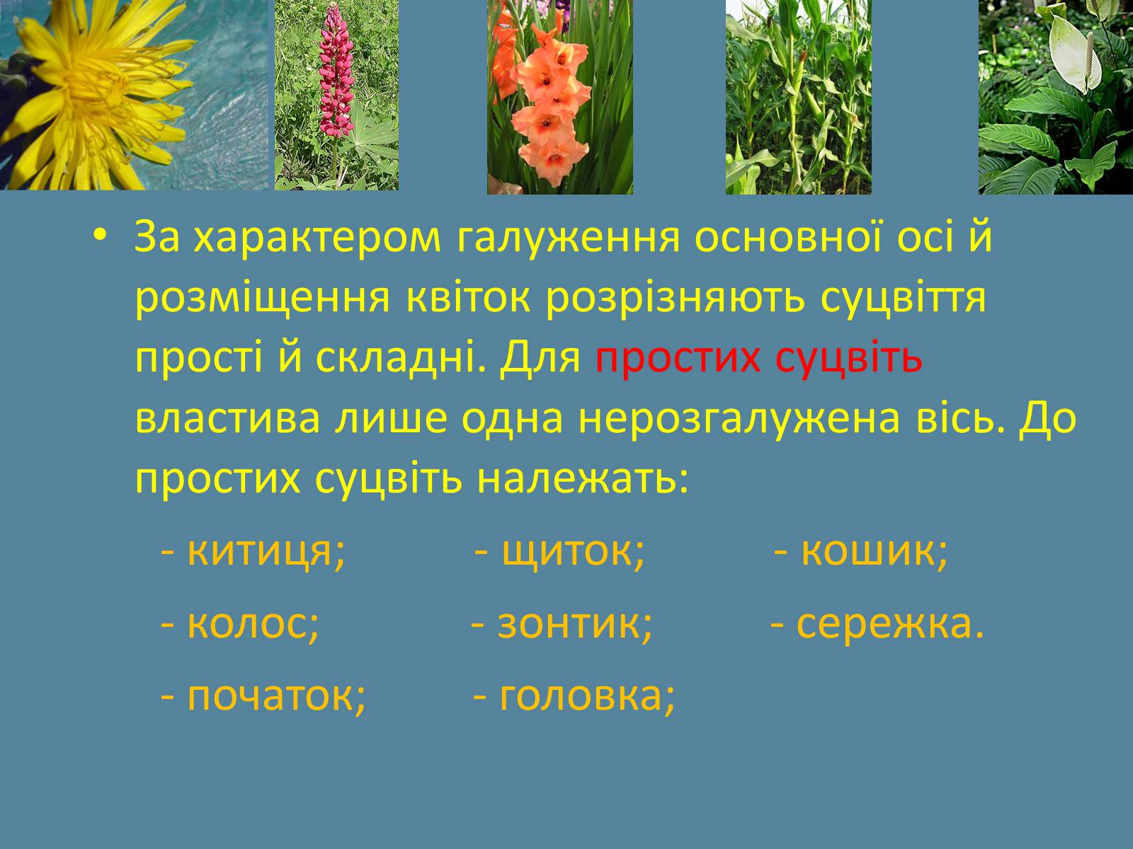 Презентація на тему «Суцвіття» (варіант 2) - Слайд #3 Презентація на тему «Суцвіття» (варіант 2) - Слайд #3