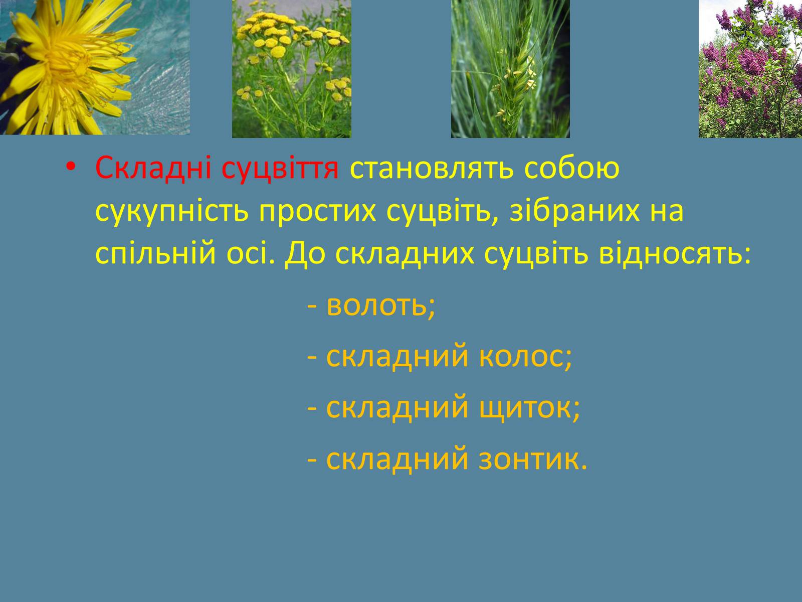 Презентація на тему «Суцвіття» (варіант 2) - Слайд #4 Презентація на тему «Суцвіття» (варіант 2) - Слайд #4