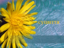 Презентація на тему «Суцвіття» (варіант 2)