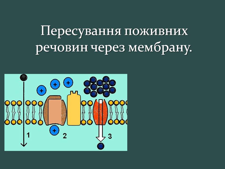 Презентація на тему «Пересування поживних речовин через мембрану» - Слайд #1 Презентація на тему «Пересування поживних речовин через мембрану» - Слайд #1