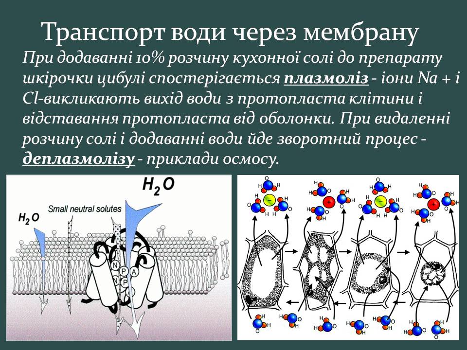 Презентація на тему «Пересування поживних речовин через мембрану» - Слайд #10 Презентація на тему «Пересування поживних речовин через мембрану» - Слайд #10