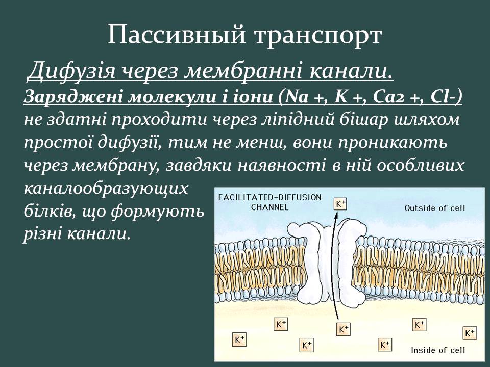Презентація на тему «Пересування поживних речовин через мембрану» - Слайд #11 Презентація на тему «Пересування поживних речовин через мембрану» - Слайд #11