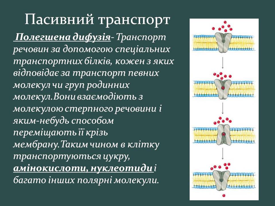 Презентація на тему «Пересування поживних речовин через мембрану» - Слайд #12 Презентація на тему «Пересування поживних речовин через мембрану» - Слайд #12