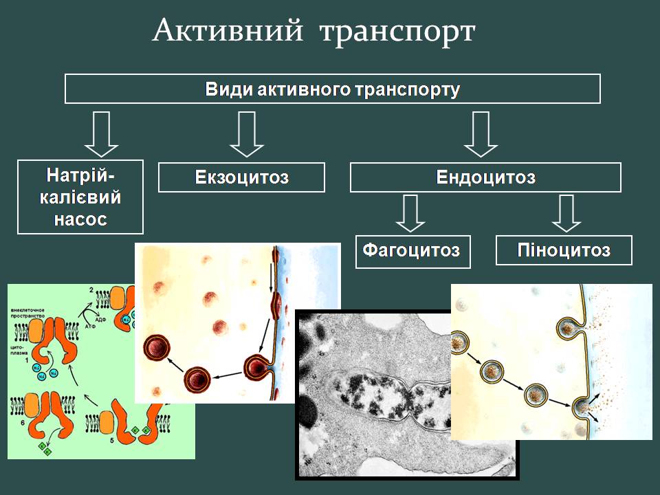 Презентація на тему «Пересування поживних речовин через мембрану» - Слайд #13 Презентація на тему «Пересування поживних речовин через мембрану» - Слайд #13
