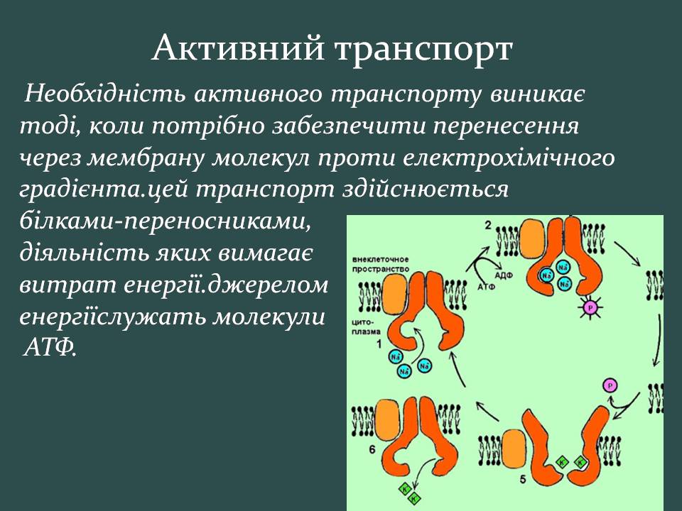 Презентація на тему «Пересування поживних речовин через мембрану» - Слайд #14 Презентація на тему «Пересування поживних речовин через мембрану» - Слайд #14