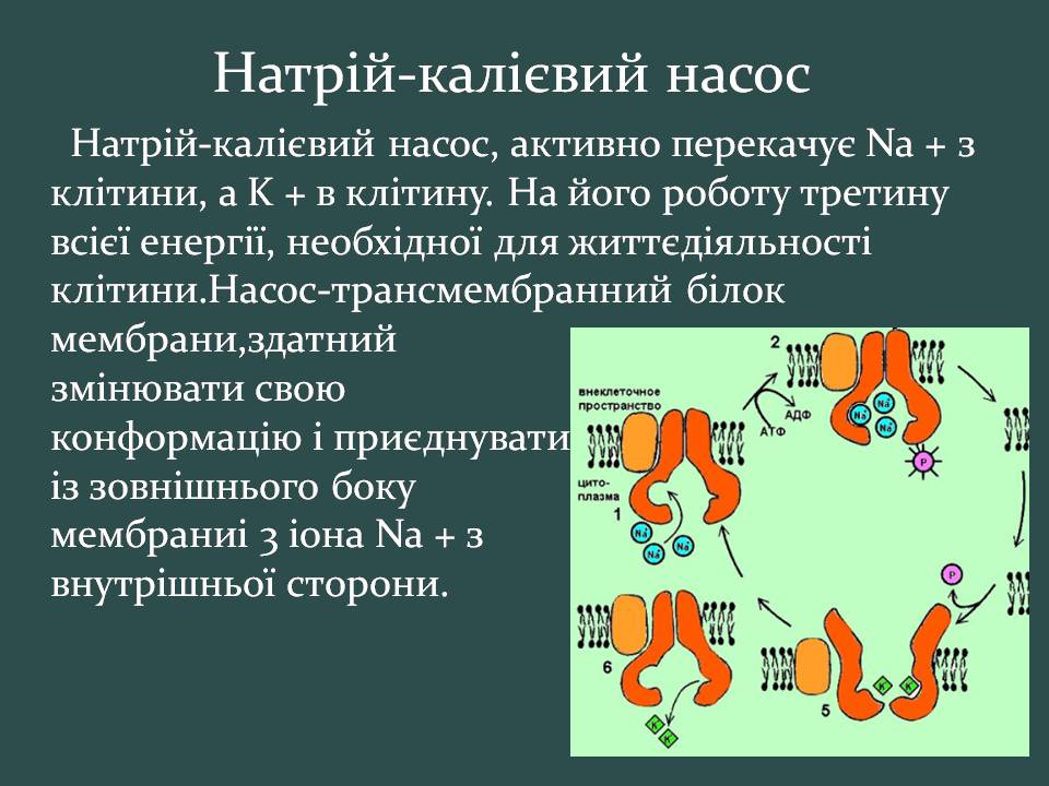 Презентація на тему «Пересування поживних речовин через мембрану» - Слайд #15 Презентація на тему «Пересування поживних речовин через мембрану» - Слайд #15