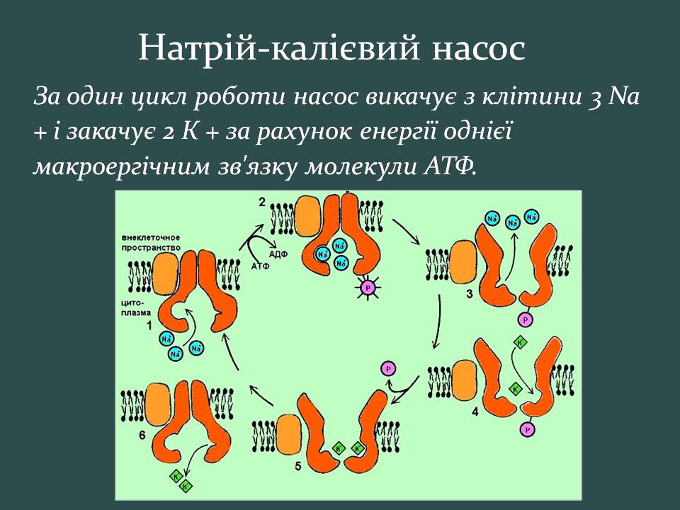 Презентація на тему «Пересування поживних речовин через мембрану» - Слайд #16 Презентація на тему «Пересування поживних речовин через мембрану» - Слайд #16