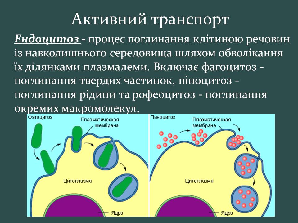 Презентація на тему «Пересування поживних речовин через мембрану» - Слайд #17 Презентація на тему «Пересування поживних речовин через мембрану» - Слайд #17