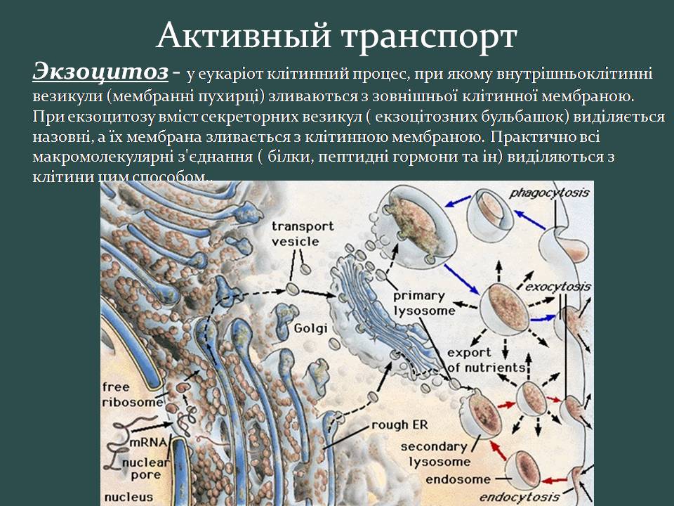 Презентація на тему «Пересування поживних речовин через мембрану» - Слайд #19 Презентація на тему «Пересування поживних речовин через мембрану» - Слайд #19