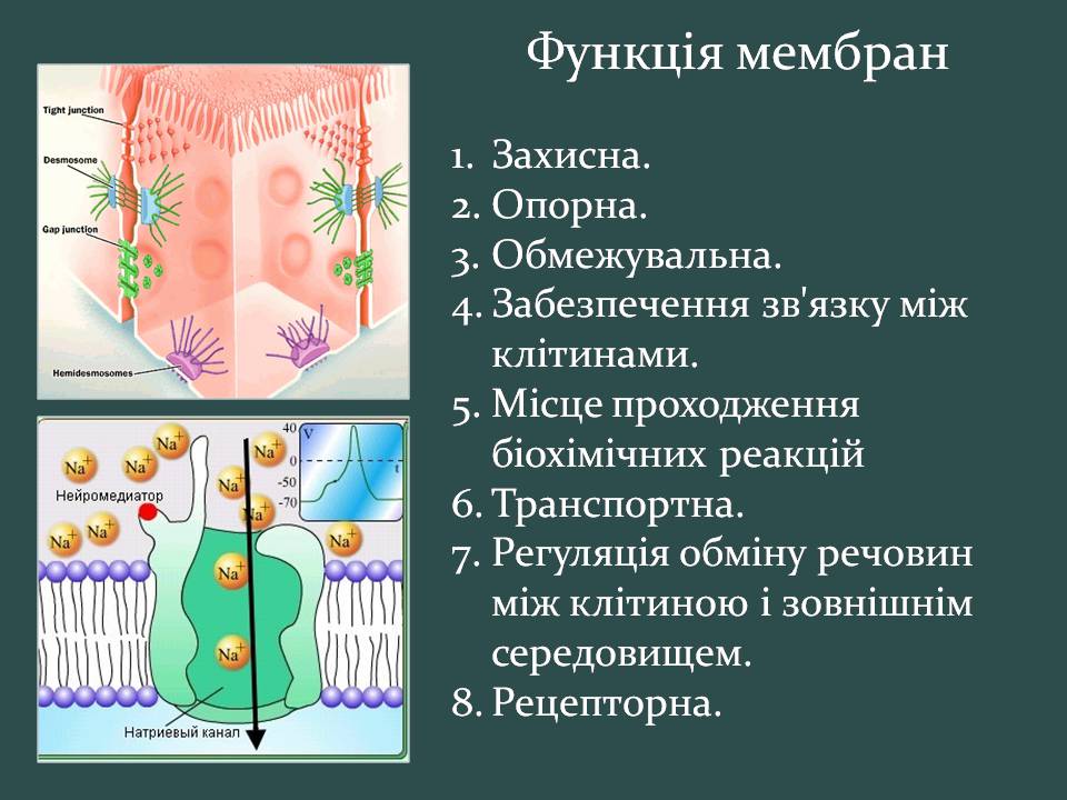 Презентація на тему «Пересування поживних речовин через мембрану» - Слайд #2 Презентація на тему «Пересування поживних речовин через мембрану» - Слайд #2