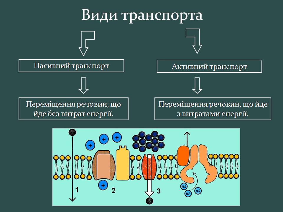 Презентація на тему «Пересування поживних речовин через мембрану» - Слайд #5 Презентація на тему «Пересування поживних речовин через мембрану» - Слайд #5